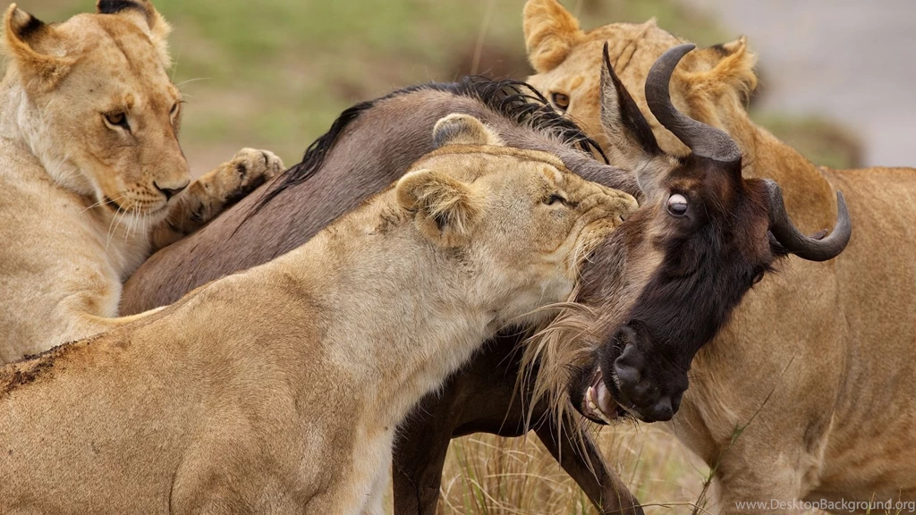 Lion Hunting HD Wallpapers