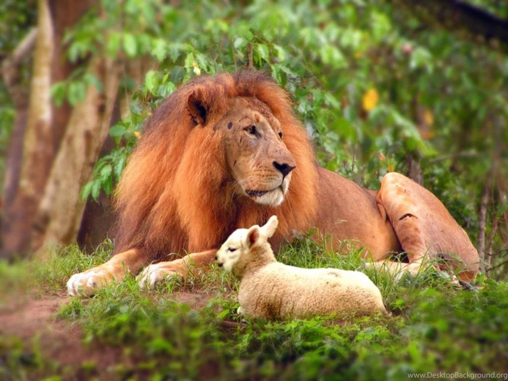 Images of lions hunting wallpaper.jpg