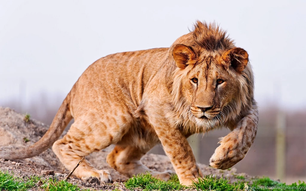 Download Wallpapers 2560x1600 Lion, Hunting, Look, Walk, Care ...