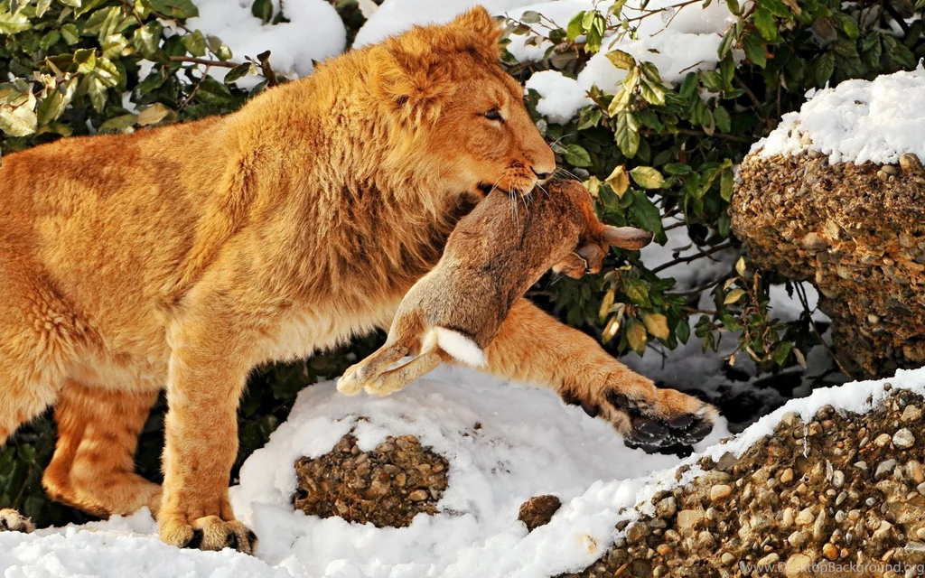 Download Wallpapers 3840x2400 Lion, Hare, Hunting, Predator, Prey ...