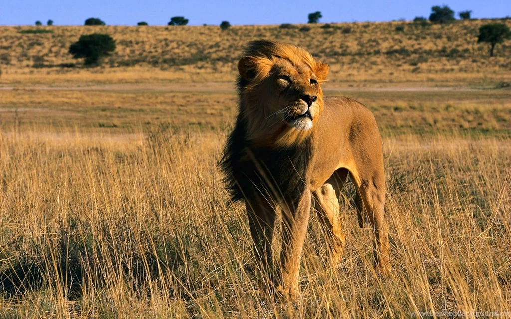 Images Of Lions Hunting Wallpapers