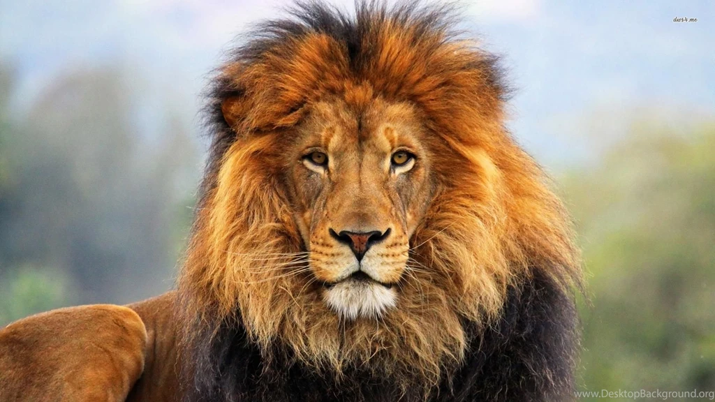 Majestic Lion Wallpapers   Animal Wallpapers