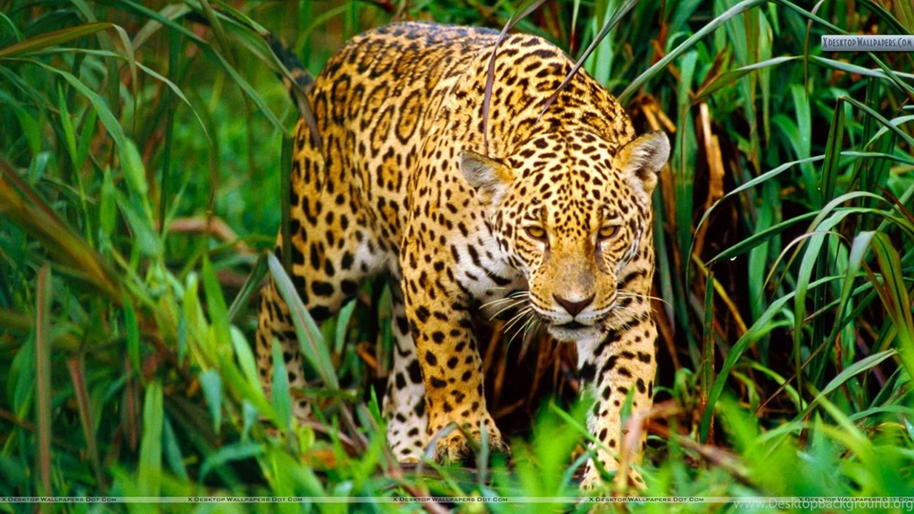 Lion Hunting Hd Wallpaper Images