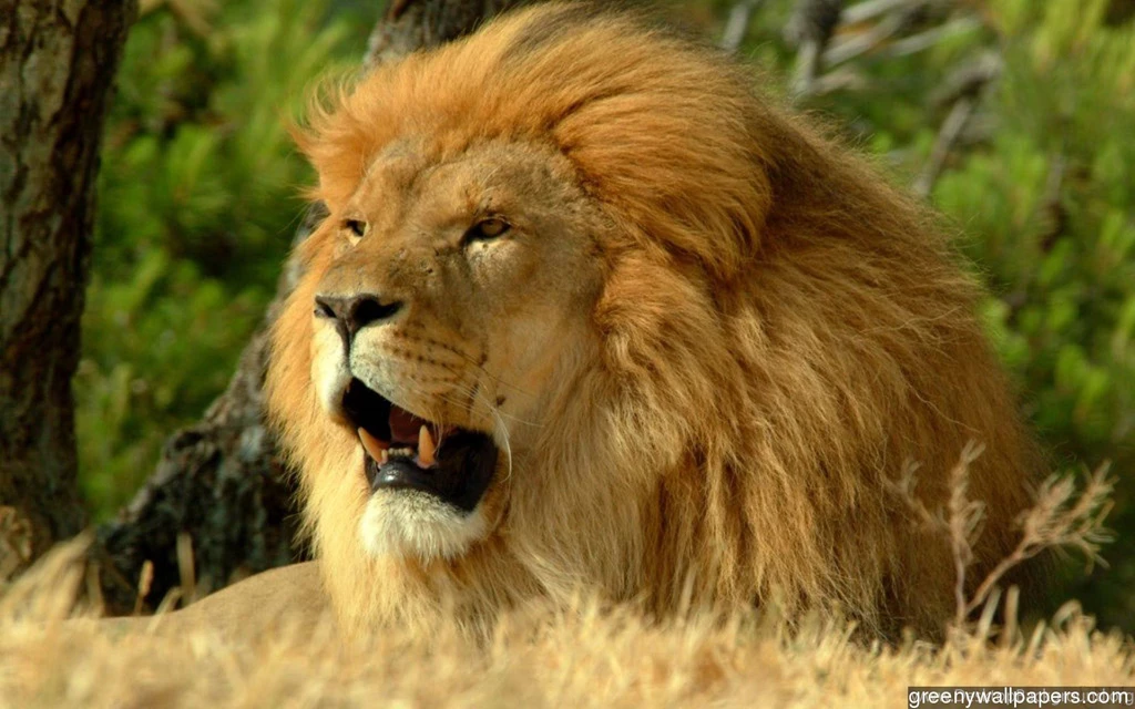 Download Lion Face Danger Hunting 1920x1200 Wallpapers