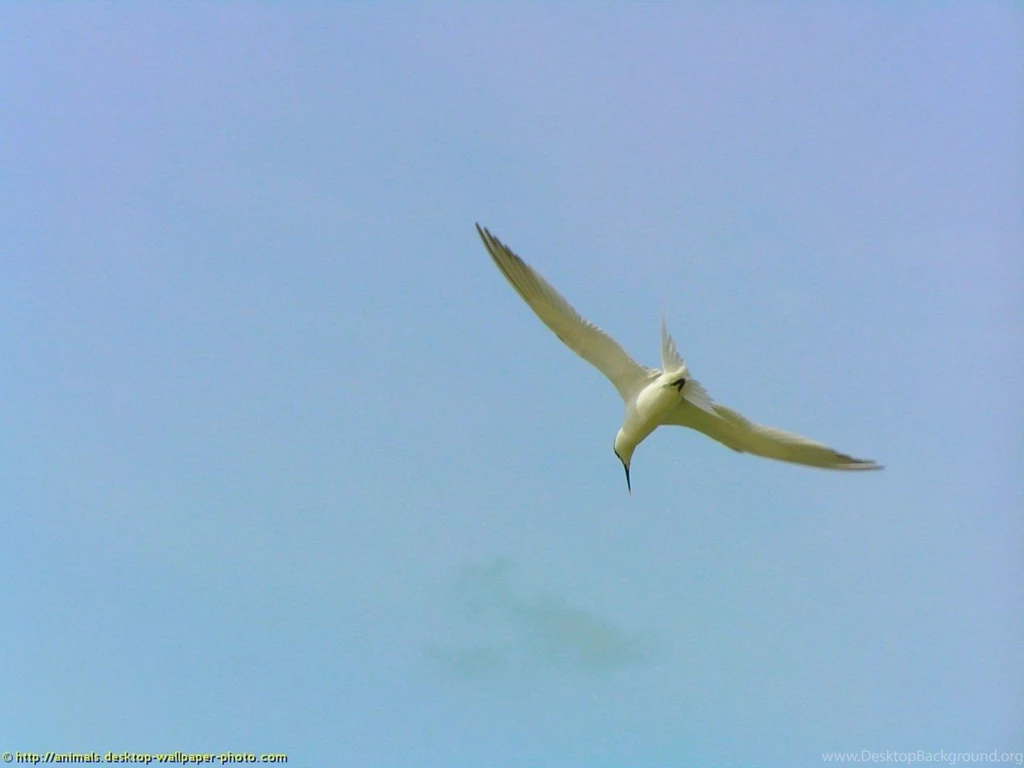 Fishing Bird Wallpapers Free Backgrounds Picture For Your Computer ...