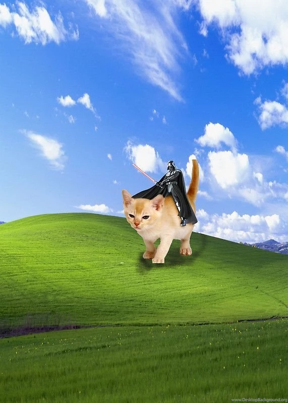 Darth Vader Riding A Cat.