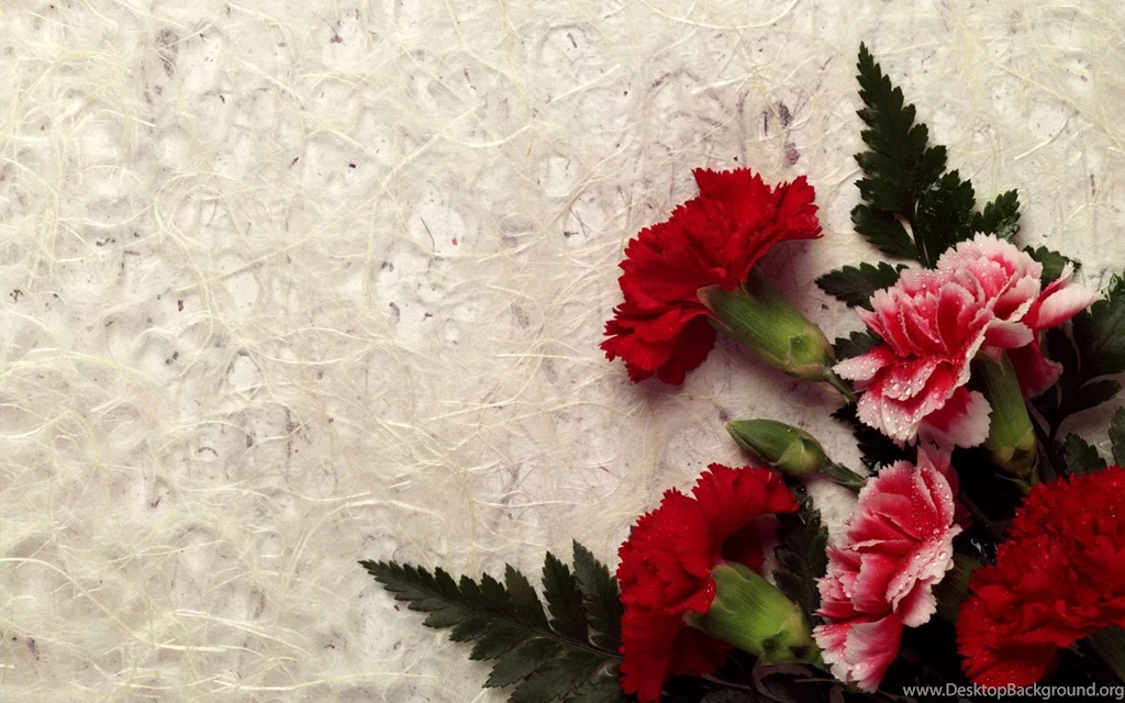 Carnation Decor Wallpapers
