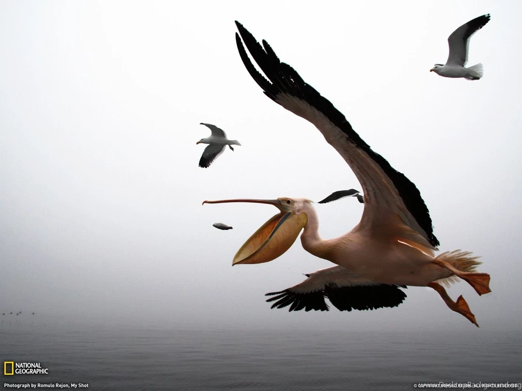 Pelican Photo – Animals Wallpapers – National Geographic Photo Of ...