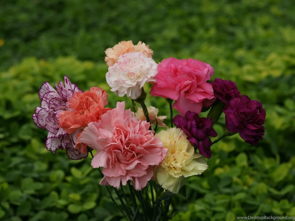 Beautiful_carnations dsc07048 a1 wp.jpg