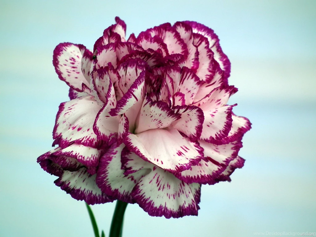Carnation Flowers