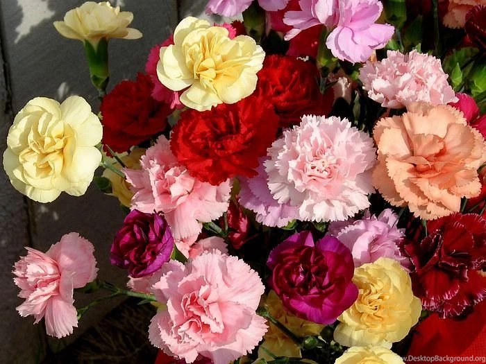 1600x1200 Carnation Wallpapers Mother's Day Carnation Flowers ...