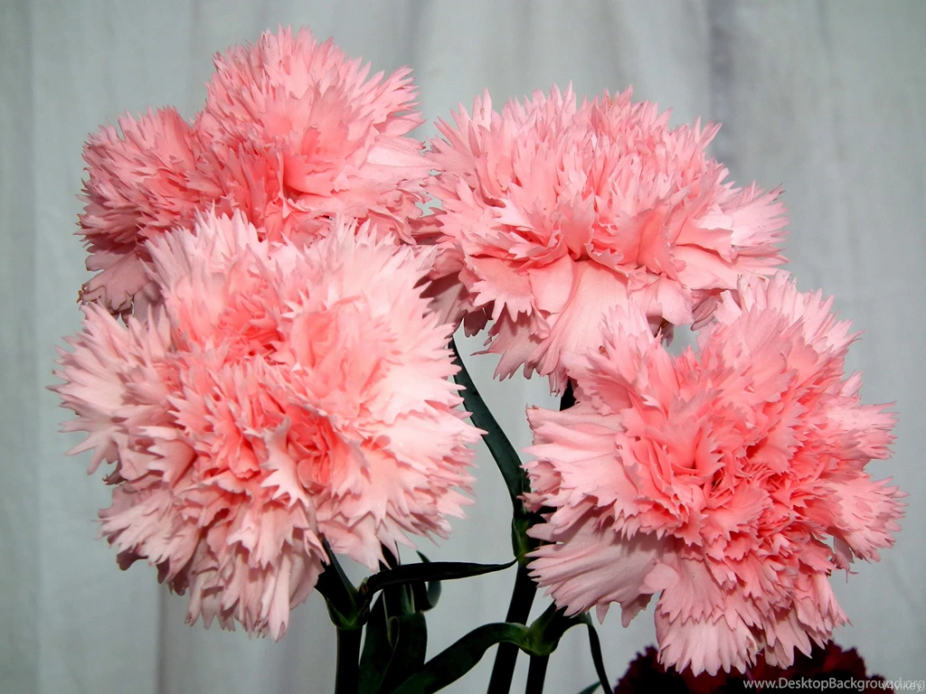 Pink Carnation Flowers Wallpapers