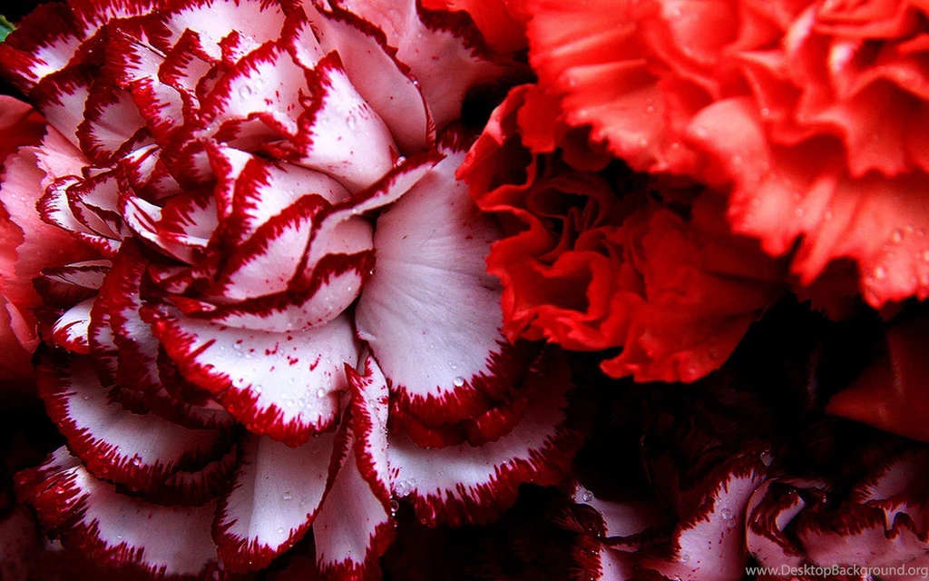 Flowers: Beauty Nature Cool Wallpapers Pictures Free For High ...