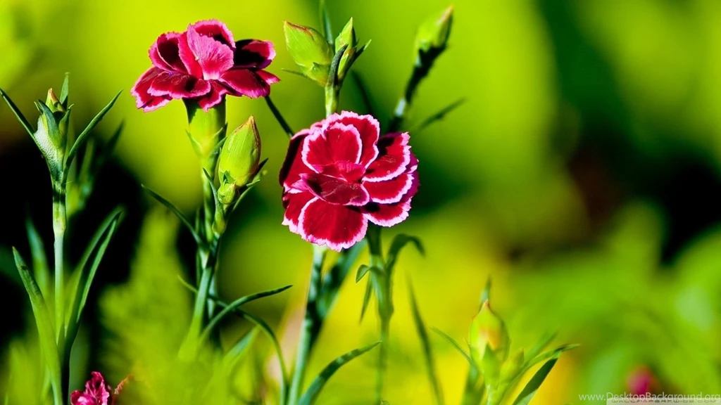 Pink Carnation Flowers HD Desktop Wallpapers : High Definition ...