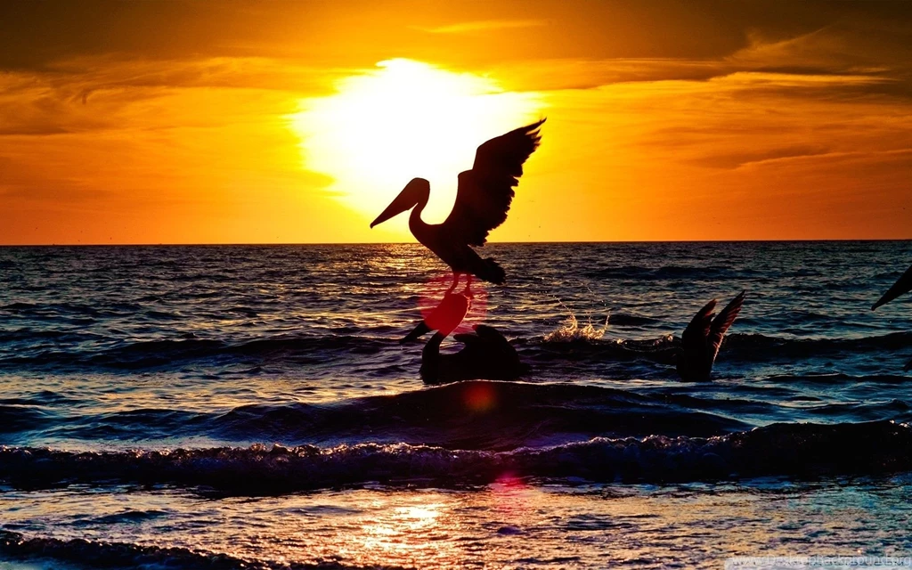 Pelican Desktop HD Wallpaper, Pelican Pictures