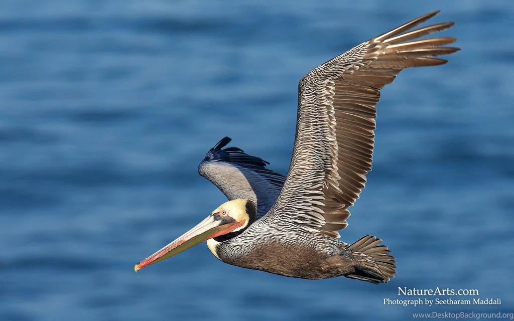 5th Page Of Desktop, Wildlife Wallpapers / Nature Wallpapers