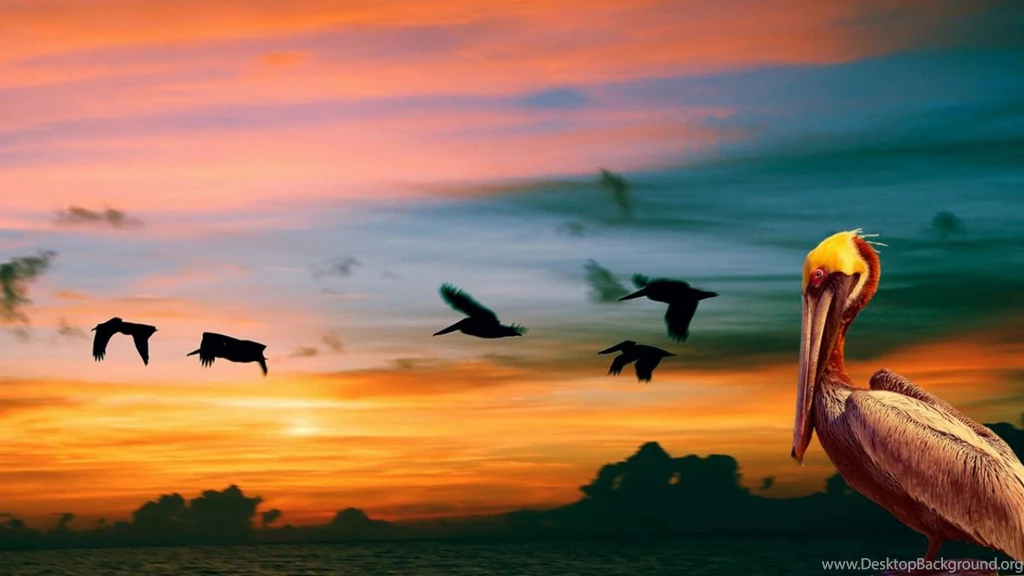 Download Wallpapers 3840x2160 Nature, Pelican, Birds, Sunset 4K ...
