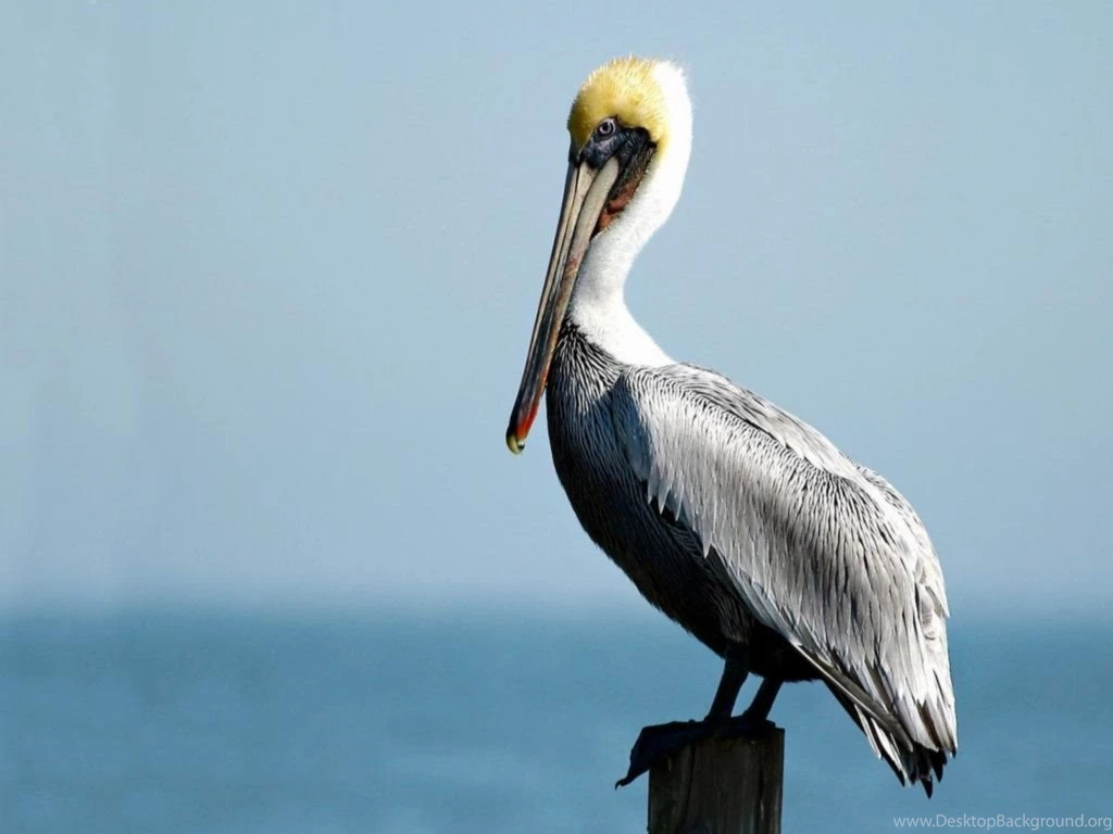 Pelican Water Bird HD Wallpapers