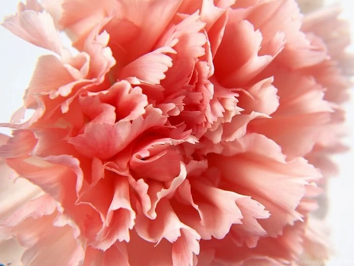 1600*1200 Peach Carnation Photo Close Up Of Carnation Flower29 ...