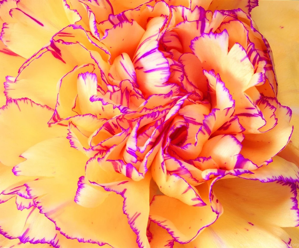 Carnation Flowers 30897 Flowers Photo Flowers