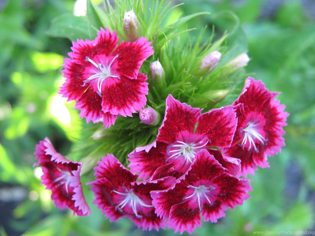 Carnation flower 5 2592x1944.jpg