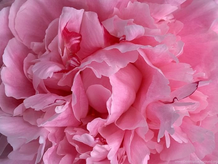 Close Up Photo Of Pink Carnation Petals 1600*1200 42 Wallcoo.net