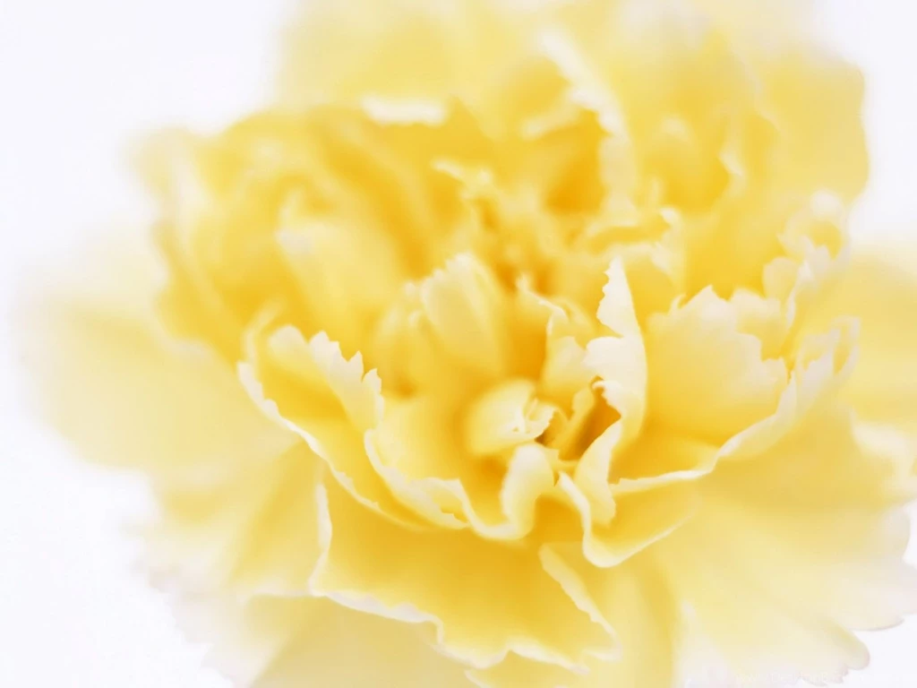 Carnation Computer Wallpapers, Desktop Backgrounds