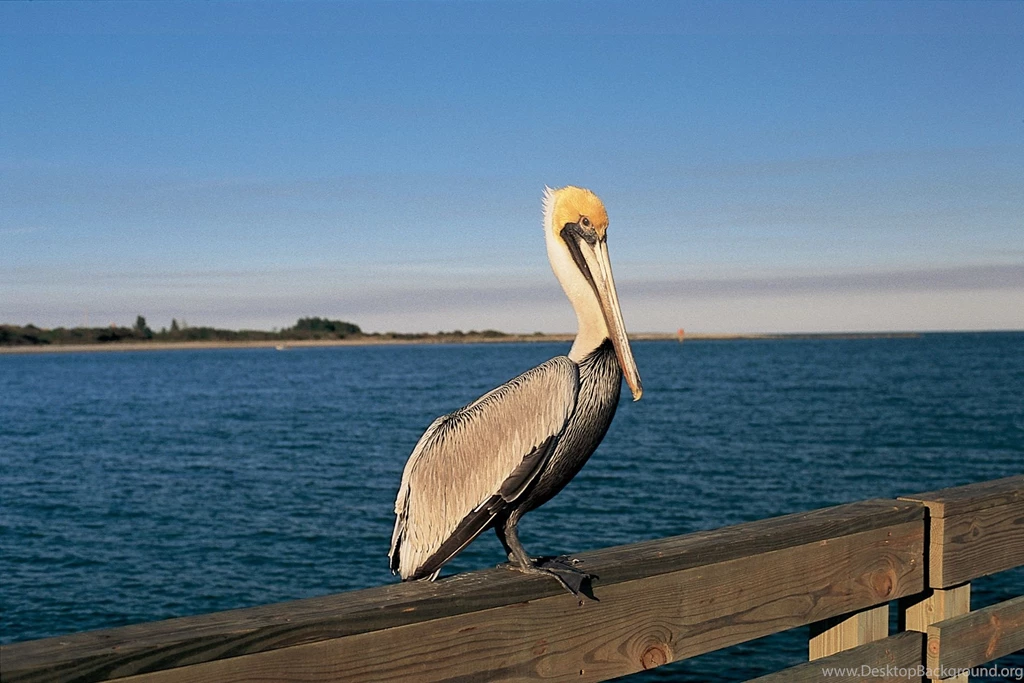 Pelican Computer Wallpapers, Desktop Backgrounds
