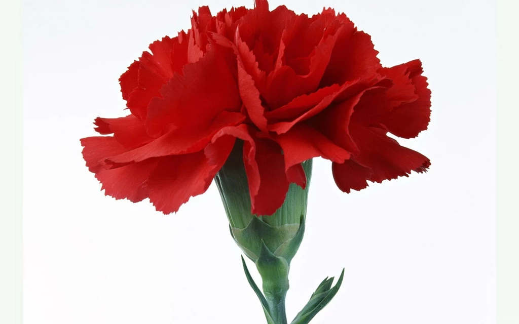 Single Carnation Flower Beautiful Wallpapers