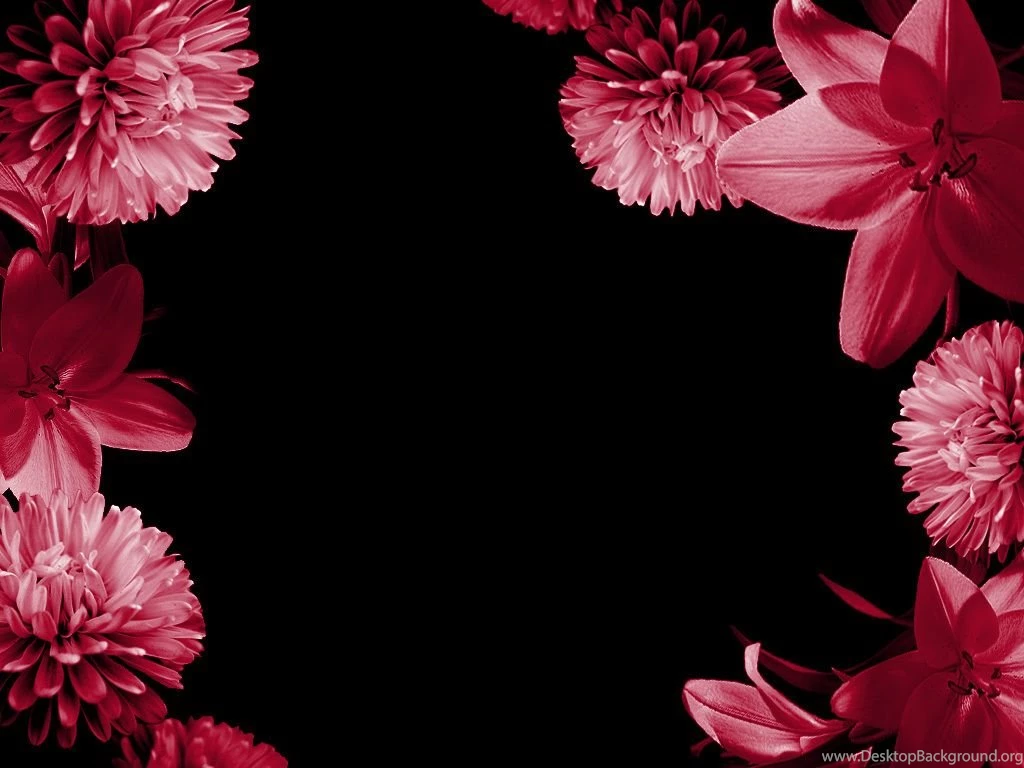 Pretty Pink Carnation Colors Photo (34691986) Fanpop