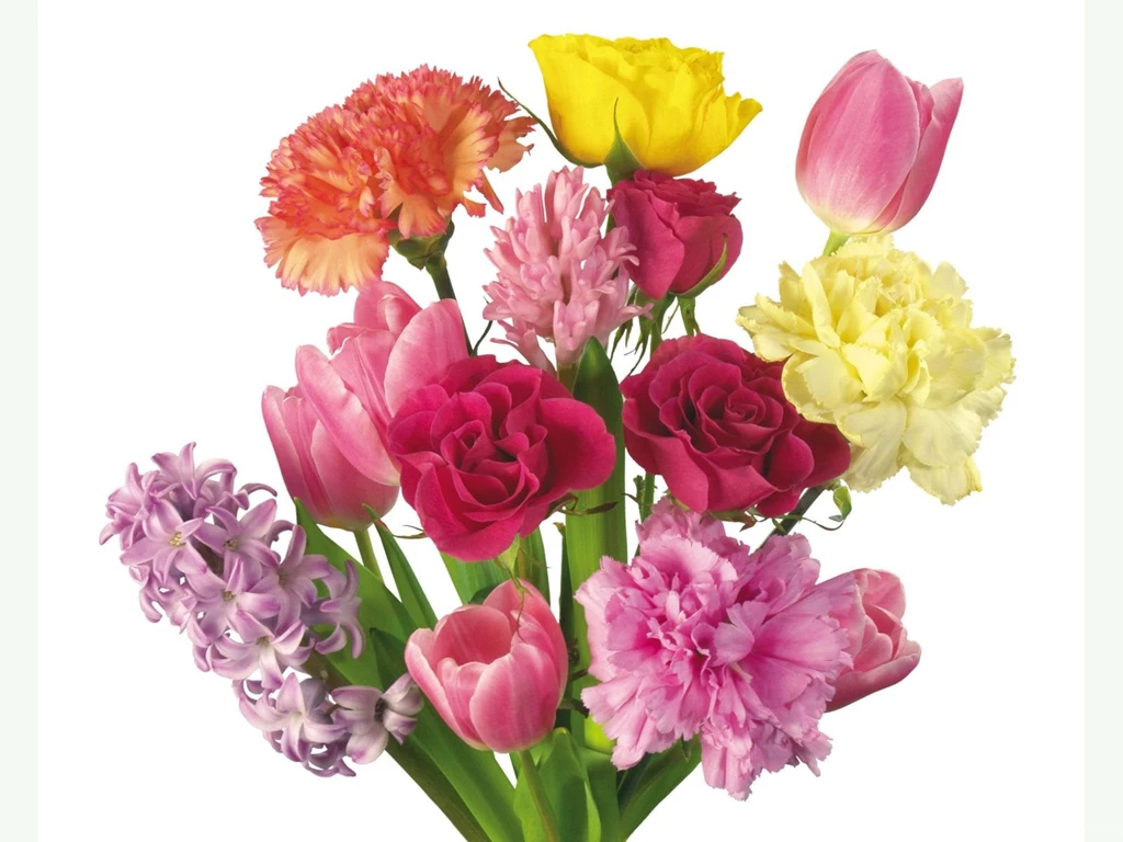 Carnation Flowers 778   Carnation   Flowers