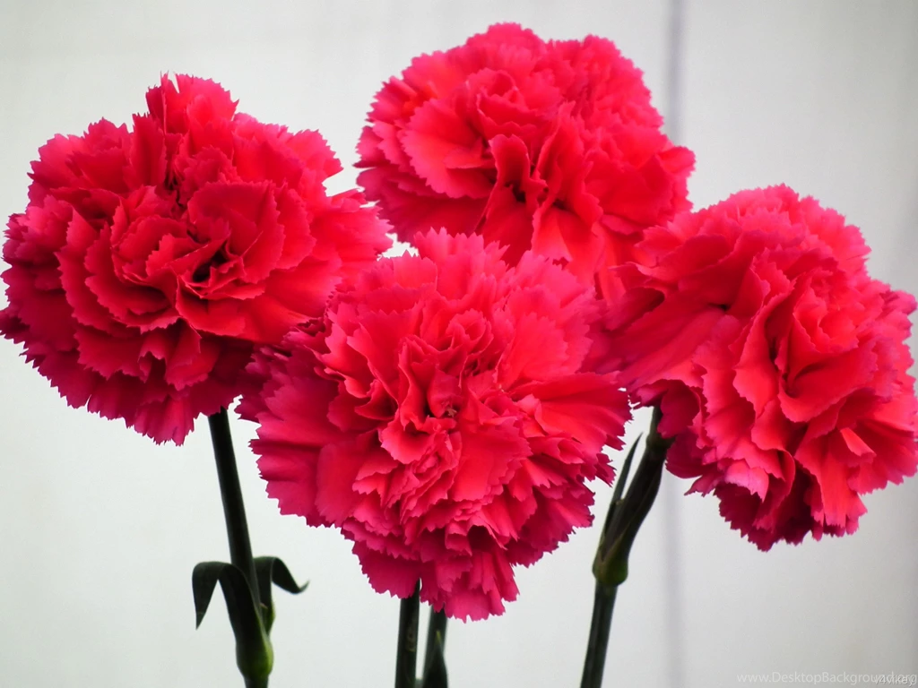 Red Carnations