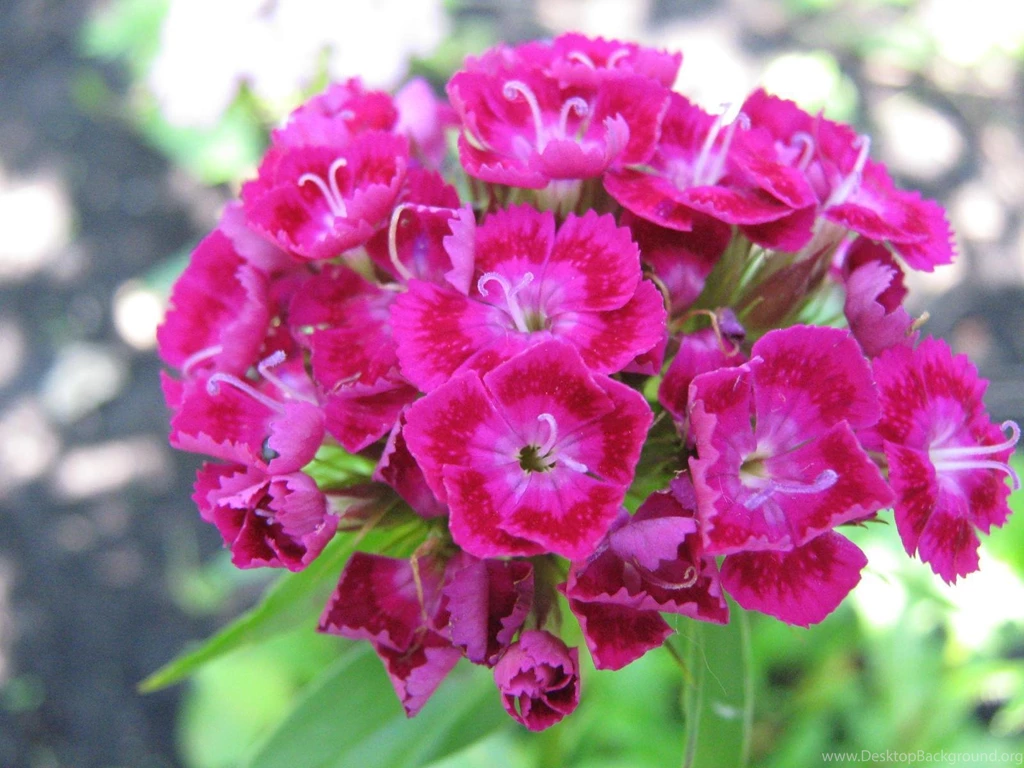 Carnation flower 9 1600x1200.jpg