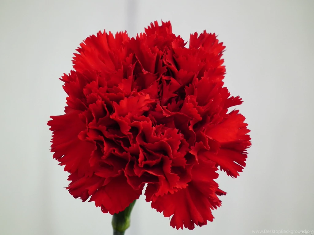 Red Carnation Flower Wallpapers