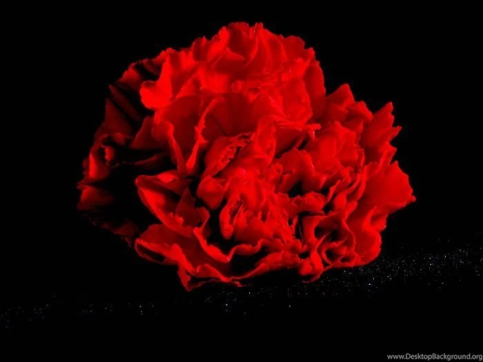 Red Carnation In Dark   1600*1200 Red Carnation Photo18   Wallcoo.net