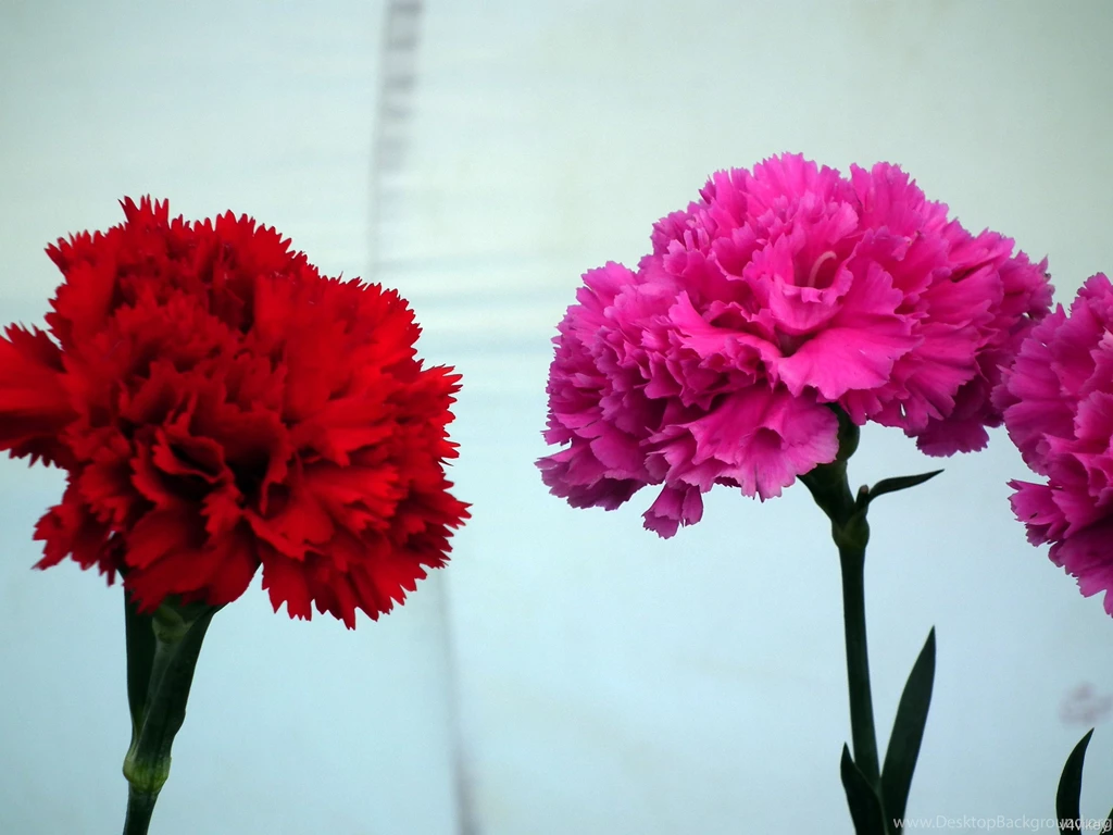Two Carnation Flowers