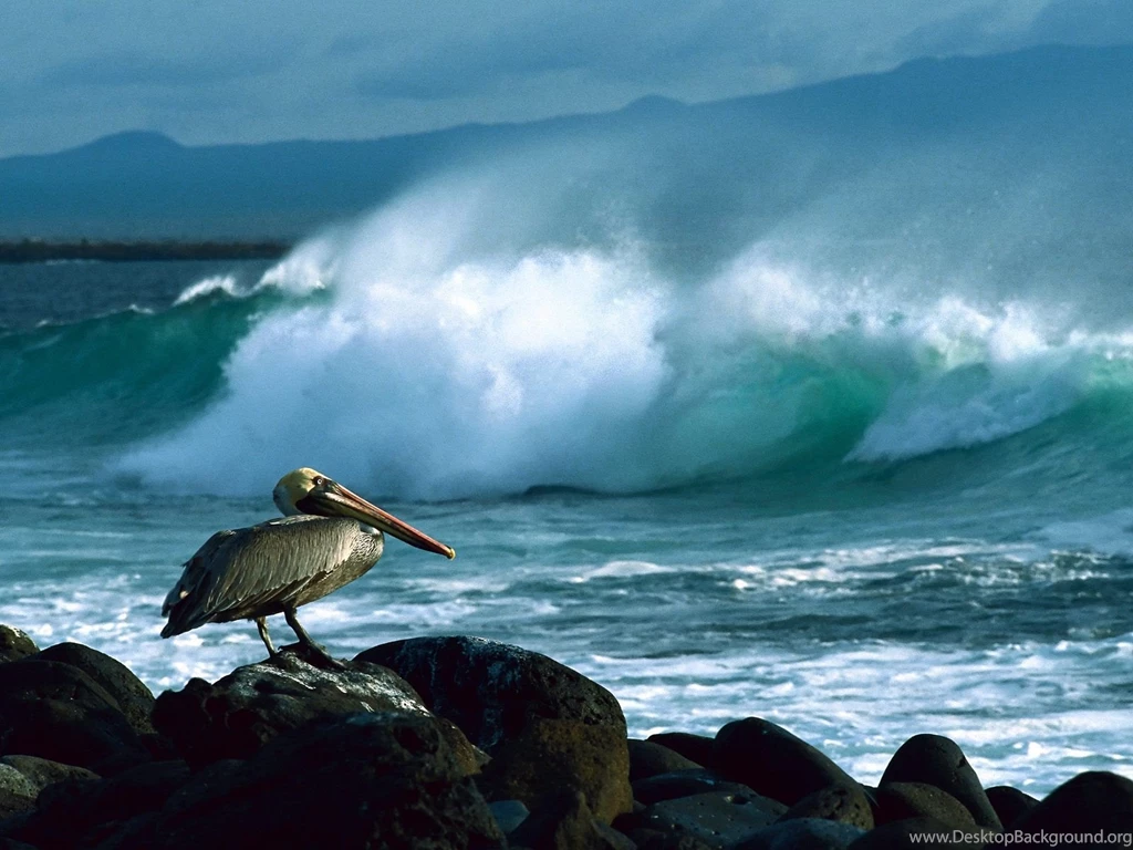 Brown Pelican Galapagos Wallpapers