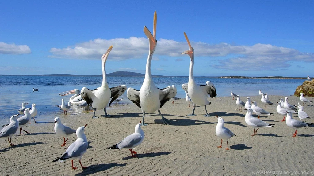 Pelican Computer Wallpapers, Desktop Backgrounds