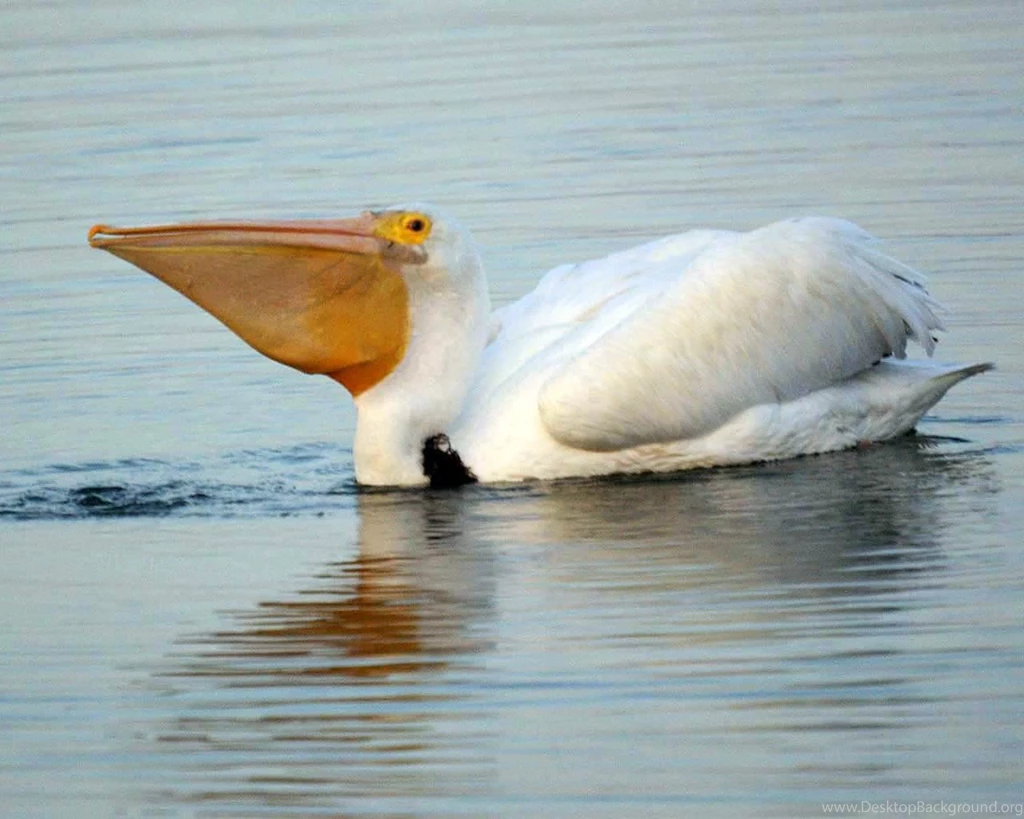 Pelican Wallpapers   Animals Town