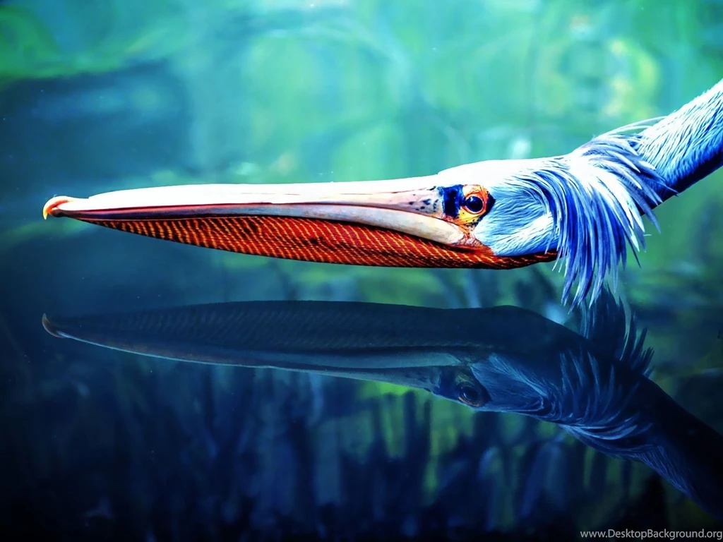 Birds: Pelican Animal Pretty Photography Bird Wallpapers HD For HD ...