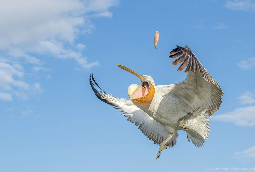 Pelican Bird Wings Fish Sky Fishing Wallpapers