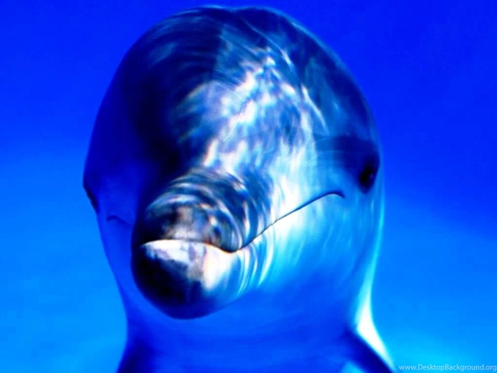 Free Living 3D Dolphins Wallpapers 3d Dolphin Photos Of Free ...