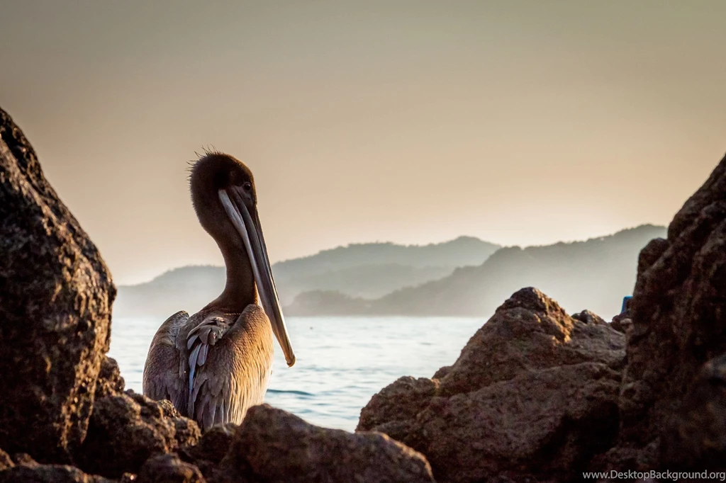 Pelican Wallpapers
