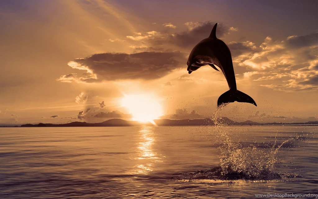 Dolphin Wallpapers
