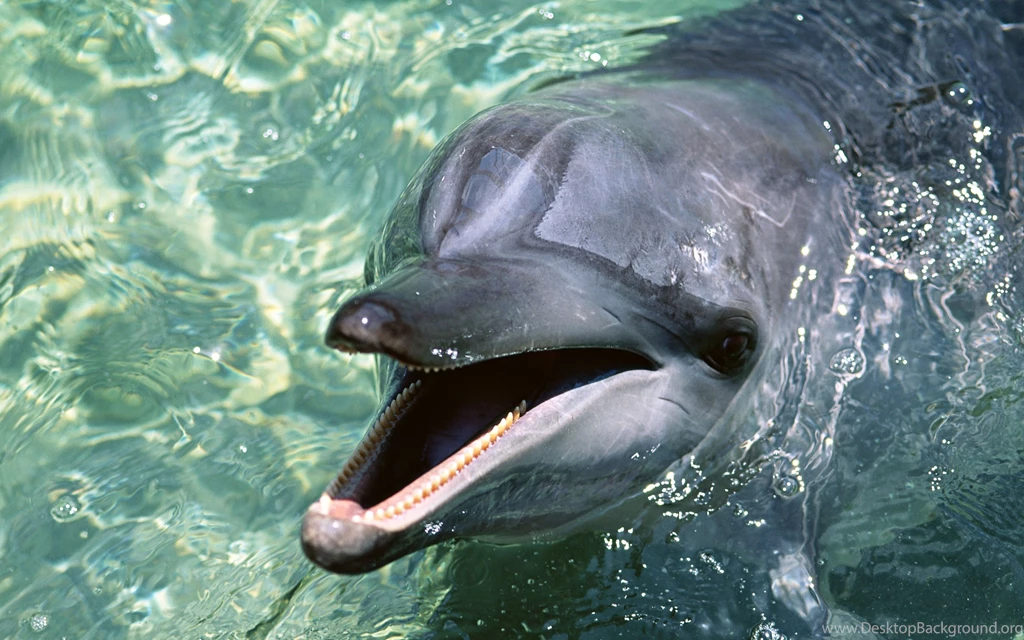 Ultra HD 4K Dolphin Wallpapers HD, Desktop Backgrounds 3840x2400