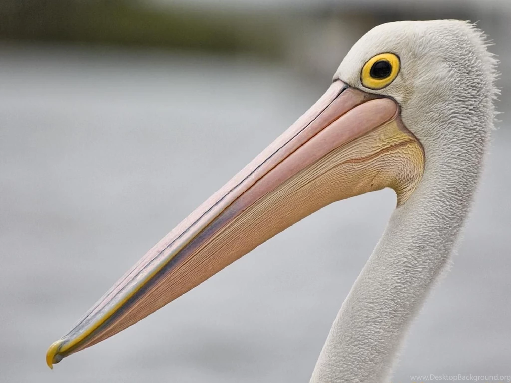 Animals: Pelican, Desktop Wallpapers Nr. 58355 By Striker