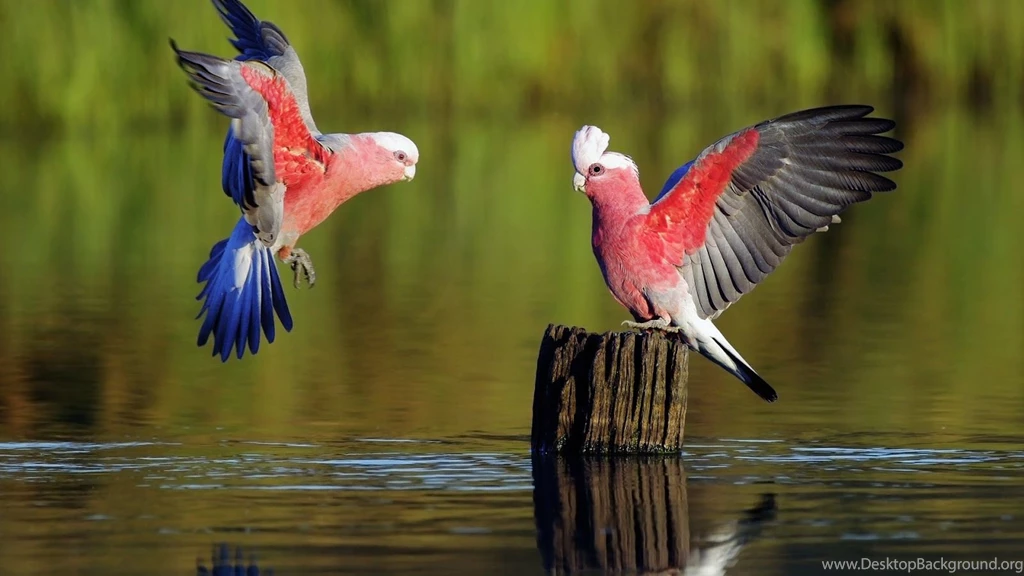 Beautiful Birds Android Mobile HD Wallpapers.jpg