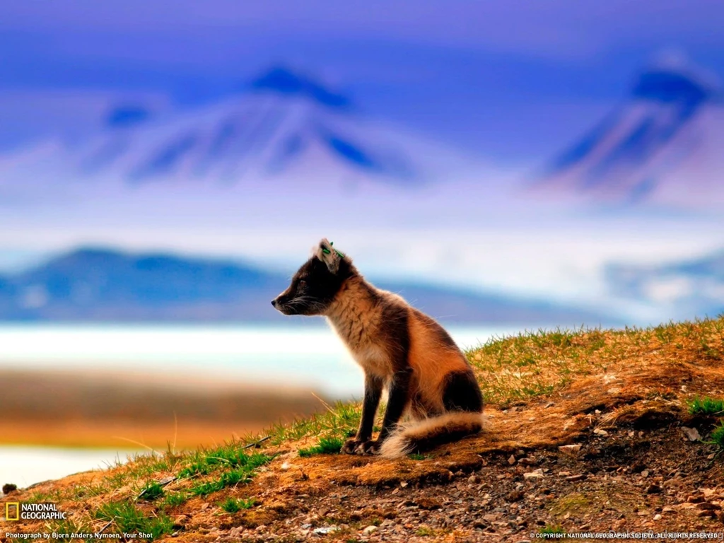 Fox And Mountains Photo, Norway Wallpapers National Geographic ...