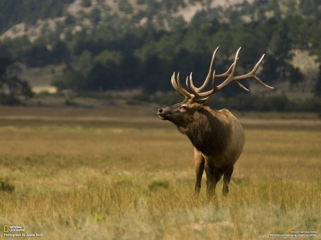 Download National Geographic Desktop Wallpaper.jpg