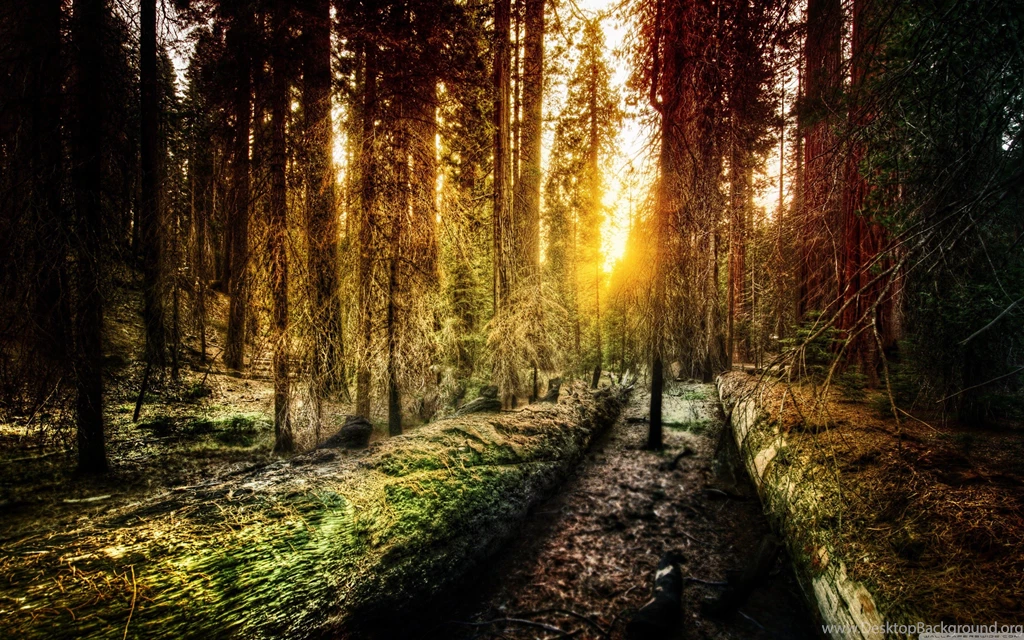 Nature Forests Old Yosemite National Park Wallpapers